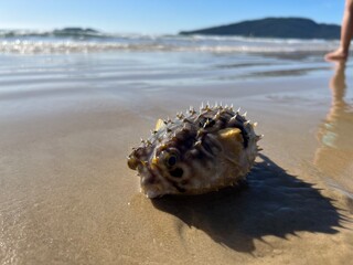 Peixe Marinho Baiacu Morto na Praia