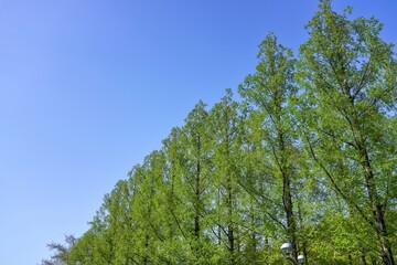 青空バックに見る新緑のメタセコイア並木の情景