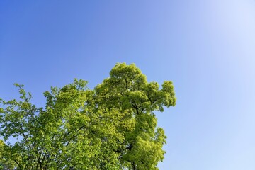 Obraz premium 青空バックに見上げる新緑のクスノキの若葉