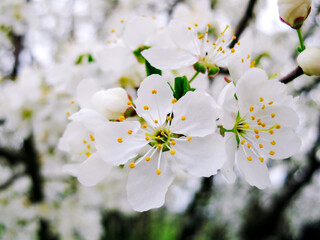 Blossoming plum white flowers close-up. Macro photography, wallpaper for decoration