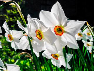 blooming white daffodils close-up on a flower bed