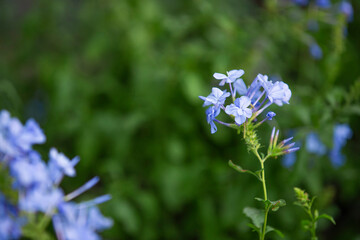Blue flowers of Plumbago auriculata in a garden
