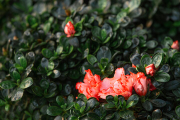 Red azalea flowers bloom in the garden, close-up