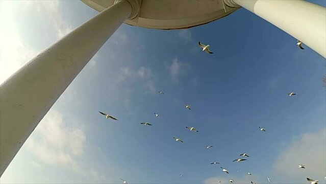 Arbor about the sea and a seagull. Slow motion. Seagulls