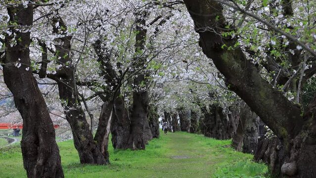 桜並木　散る花びら