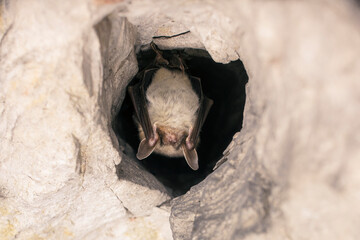 Close up strange animal Greater mouse-eared bat Myotis myotis hanging upside down in the hole of the cave and hibernating. Wildlife photography.