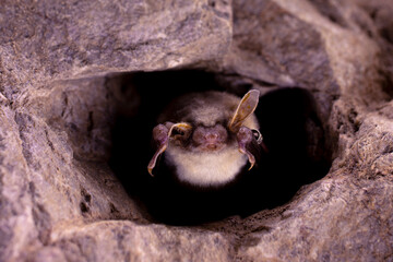 Close up strange animal Greater mouse-eared bat Myotis myotis hanging upside down in the hole of the cave and hibernating. Wildlife take.