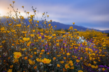 Close up view of desert wildflowers st Anza Borrego desert state park during sunset.