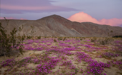Plakat Super bloom at Anza Borrego desert state park.
