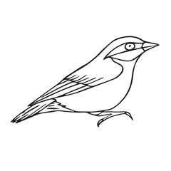 Vector hand drawn doodle sketch nuthatch bird isolated on white background