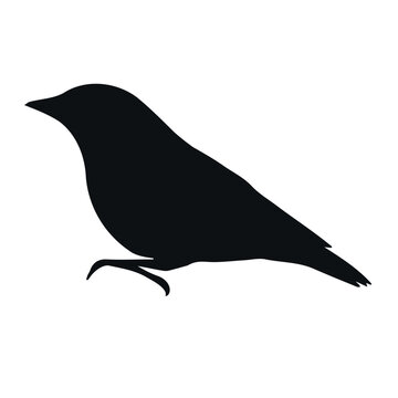 recommend clip art: Vector hand drawn nuthatch bird silhouette isolated on white background