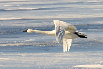 Tundra Swan