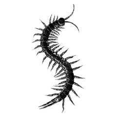Giant Desert Centipede hand drawing vector isolated on background.	