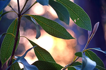 Australian flora nature background of sun setting behind backlit native woody pear leaves, Xylomelum pyriforme, family Proteaceae. Dappled sunlight on new growth in Sydney spring woodland. 