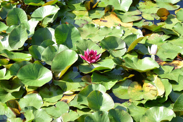赤いハスの花と緑の葉