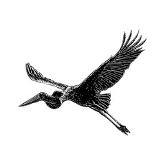 Jabiru hand drawing vector isolated on background.