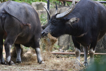 buffalo eating grass