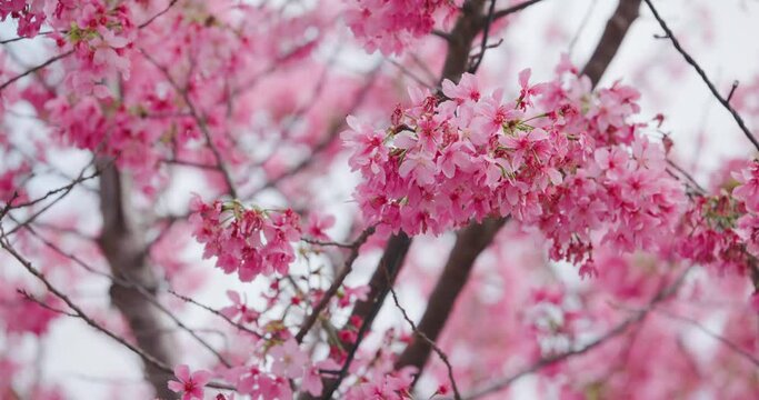 Beautiful of cherry blossom trees
