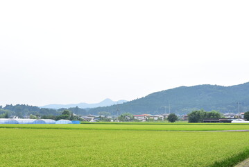 Fototapeta premium 青い稲の向こうに見える山