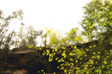 Green Springtime vacation forest area in America