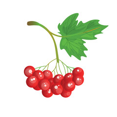 Sour viburnum berries on white background