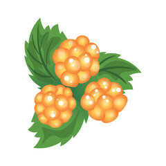 Yellow raspberries on white background