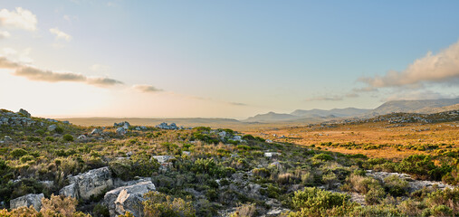 Fototapeta premium The wilderness of Cape Point National Park. The wilderness of Cape Point National Park, Western Cape, South Africa.