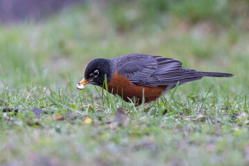 American robin in spring feeding with white grubs 