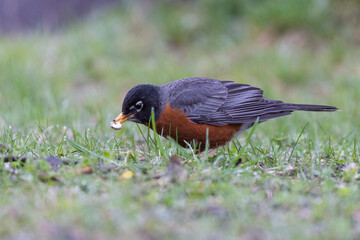 American robin in spring feeding with white grubs 