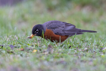 American robin in spring feeding with white grubs 