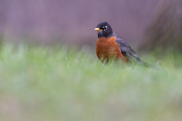 American robin in spring