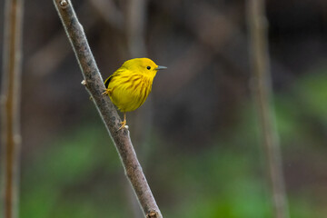 yellow warbler (Setophaga petechia) singing in spring