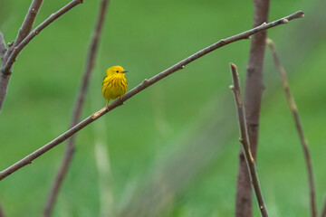 yellow warbler (Setophaga petechia) singing in spring