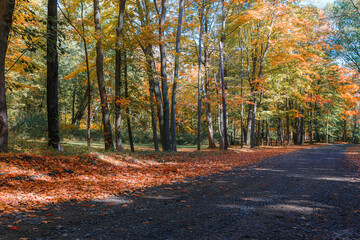 Empty road lined by colorful leaves and trees in Autumn Fall