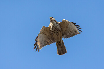 Red-shouldered hawk (Buteo lineatus) in spring