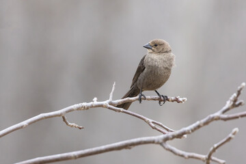 Female brown-headed cowbird (Molothrus ater)