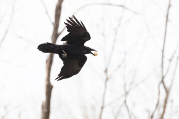 Common raven (Corvus corax) in flight stealing bird egg