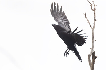 Common raven (Corvus corax) in flight