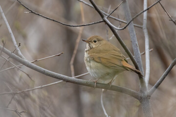 hermit thrush (Catharus guttatus) in spring