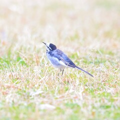 bird on a branch