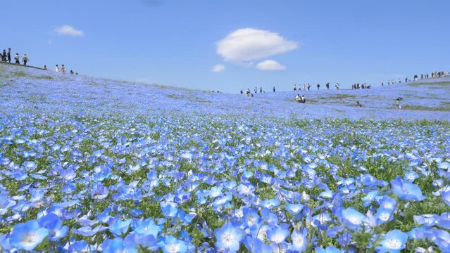 Japanese nature, blue flower field in Hitachi seaside park, tourism in Japan, beautiful blooming nemophila field in summer with blue sky