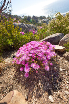Above shot of purple drosanthemum floribundum succulent plants growing outside in their natural habitat. Nature has many species of flora and fauna. A bed of flowers in a thriving forest or woods