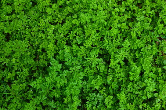 
Bright green natural background consists of densely growing openwork chervil and tenacious bedstraw.