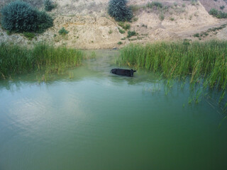 Cow watering in the river. Animal photography. green lake with reed. Rural scene