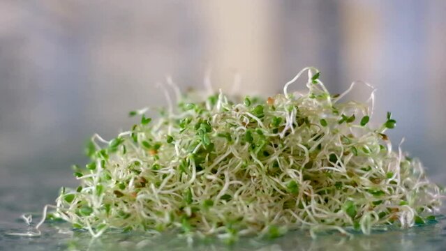 Alfalfa sprouts on a turn table. High quality FullHD footage