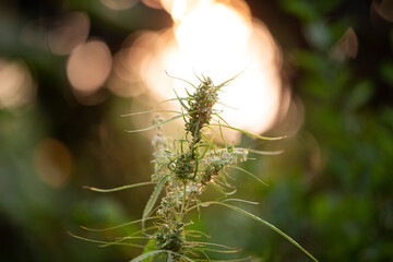 Cannabis flower in the sunset light. Blurred background.