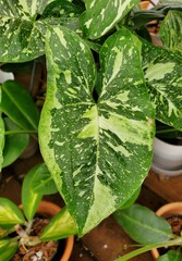 Green and white specked color leaf of Syngonium Panda, a rare tropical plant