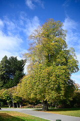 Fototapeta na wymiar Common Lime Tree in Christchurch Botanic Gardens Autumn, New Zraland
