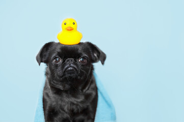 Cute griffon or pug dog after bath on blue background. Dog wrapped in towel. Pet grooming concept . Copy Space.