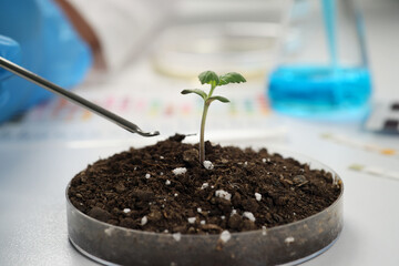 Scientist takes sample of soil from Petri dish with sprout